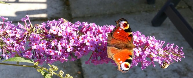 Fröhliche Schmetterlinge