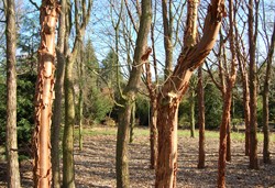 Bomen