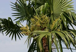 Mediterrane planten