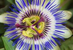 Klimplanten