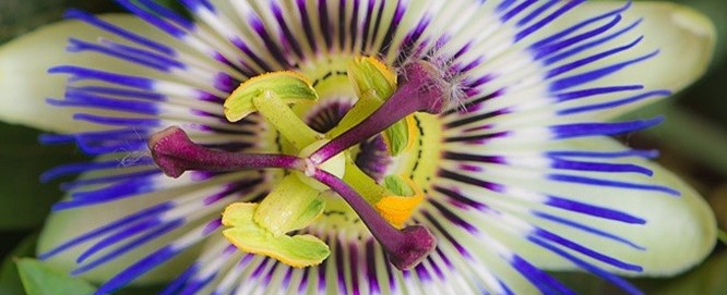 Klimplanten Klimplanten