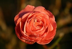 Rozen