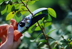 Tuintips