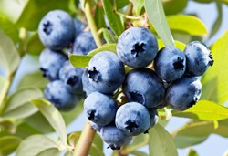 Fruit in de tuin