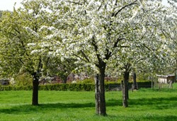 Blikvanger in de voorjaarstuin