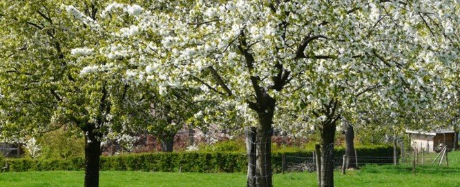 Blikvanger in de voorjaarstuin Blikvanger in de voorjaarstuin