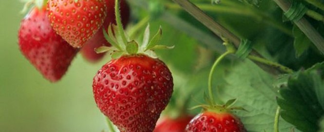 Aardbeien: zomerse lekkernij