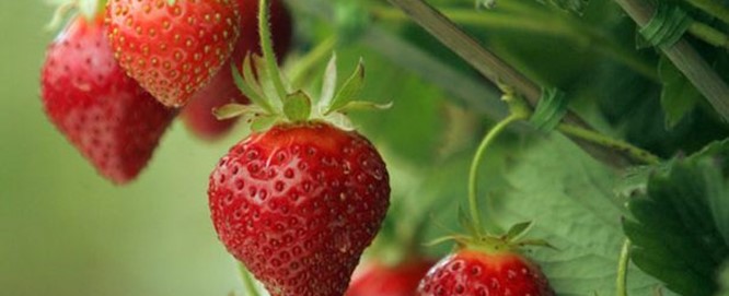 Aardbeien: zomerse lekkernij Aardbeien: zomerse lekkernij