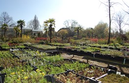 Vaste planten
