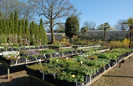 Vaste planten 2