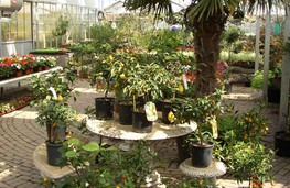 Mediterrane planten