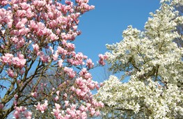 Magnolia