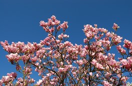 Magnolia 2