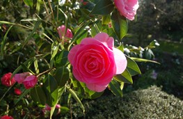 Camellia