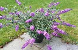Buddleja davidii 'Sophie'