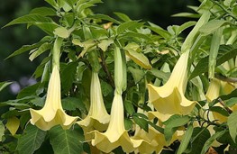Brugmansia