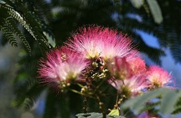Albizia julibrissin
