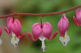 Dicentra spectabilis