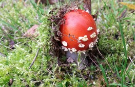 Paddenstoelen