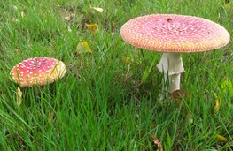 Paddenstoelen 2