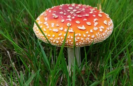 Paddenstoelen 3