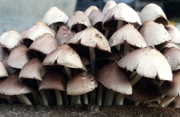 Paddenstoelen 4