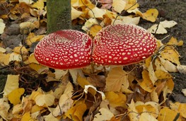 Paddenstoelen 5