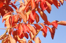 Herfst 2