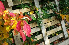 Herfst