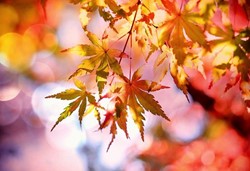 Herbst die ideale Pflanzzeit