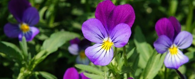 Vrolijke viooltjes Vrolijke viooltjes