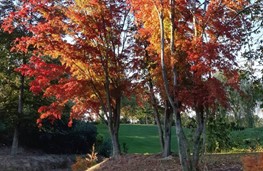Herfst 5