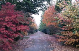 Herfst 6