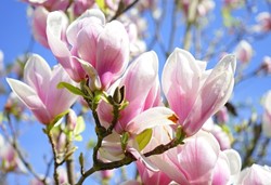 Feiern Sie den Frühling