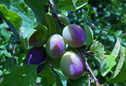 Pruimenbomen op z’n mooist