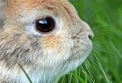 Herumschnüffeln während Ostern?